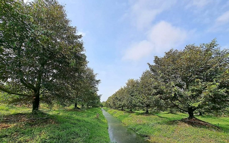 Giữ ổn định mực nước trong vườn sầu riêng để xử lý hạn mặn.