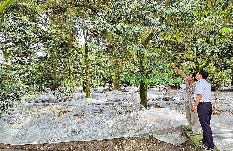 Ủ gốc sầu riêng, xử lý ra bông nghịch vụ sau đợt hạn mặn ở Vĩnh Long.