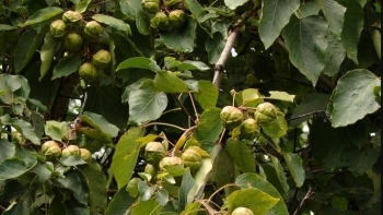 Tác dụng của cây trẩu