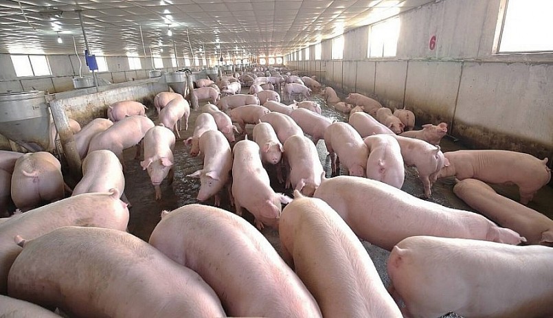 Giá heo hơi hôm nay (03/6), thị trường heo hơi đã qua giai đoạn khó khăn, kỳ vọng sẽ khởi sắc thời gian tới.