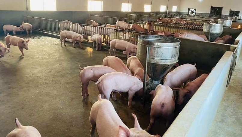 Giá heo hơi hôm nay (03/6), tiếp tục giảm về dưới mức 60.000 đồng/kg. 