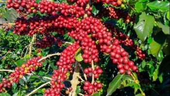 Giá nông sản hôm nay 03/6: Cà phê đỏ sàn lao dốc dưới đáy 61, hồ tiêu giằng co quanh mức cũ