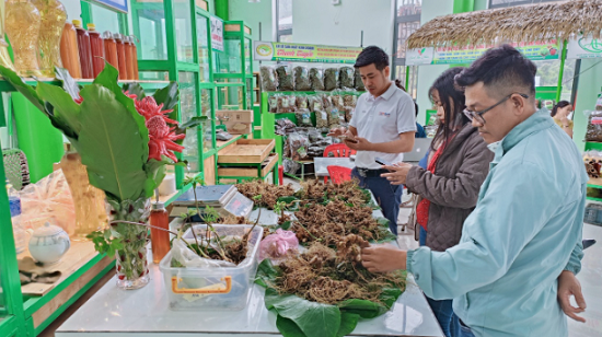 Định hướng đến năm 2045 sẽ phát triển Sâm Việt Nam trở thành ngành hàng mang thương hiệu quốc tế, có giá trị xuất khẩu cao