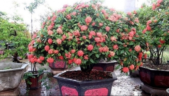 5 loại hoa "phú quý” càng già càng có giá, trồng một cây trước nhà làm vật gia truyền