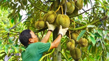 Sầu riêng Việt tiếp tục tạo sóng trên thị trường Trung Quốc, cần đẩy nhanh cấp mã số vùng trồng