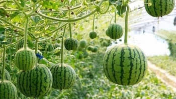 Dưa hấu mini chỉ bằng quả táo giá tới 200 nghìn đồng/kg vì sao vẫn gây sốt?