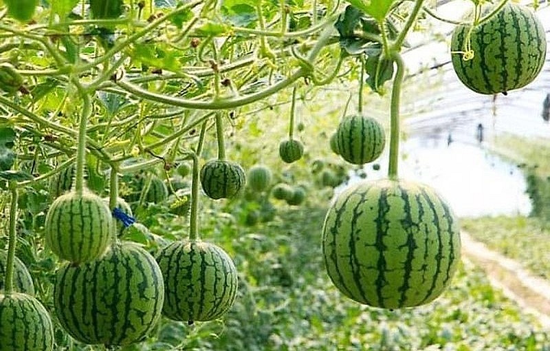 Những năm gần đây, người dân Hàn Quốc