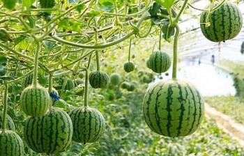 Dưa hấu mini chỉ bằng quả táo giá tới 200 nghìn đồng/kg vì sao vẫn gây sốt?