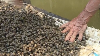 Đặc sản hiếm được ví như "lộc trời" ở miền Tây, giá 130.000 đồng/kg có tiền cũng khó mua