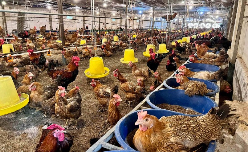 Trại gà của ông Dũng đầu tư khá hiện đại nhưng cũng không xoay sở kịp khi cắt điện đột ngột.