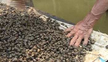 Đặc sản hiếm được ví như "lộc trời" ở miền Tây, giá 130.000 đồng/kg có tiền cũng khó mua