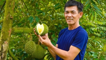 Mùa sầu riêng chín rộ, miền Tây xuất hiện giống sầu riêng đắt giá hơn cả sầu riêng ngon nhất thế giới
