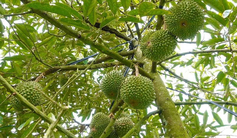 Sầu riêng Black Thorn đã được trồng thành công ở miền Tây và cho năng suất cao.