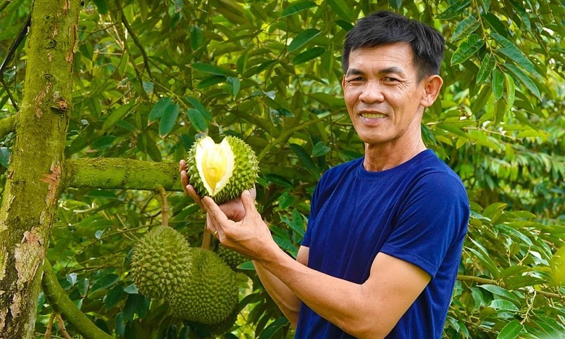 Anh Nguyễn Trí Tâm (Bến Tre) là người đầu tiên đem sầu riêng Black Thorn về canh tác ở miền Tây.