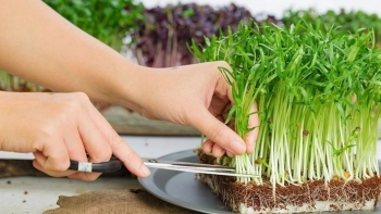 Trồng rau mầm với 3 cách đơn giản này, rau cắt mỏi tay, ăn quanh năm không hết