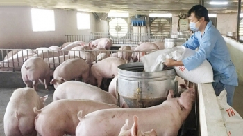 Giá heo hơi hôm nay 04/6: Giảm liên tục mốc 60 xa dần, hệ lụy do loạn dự báo nguồn cung