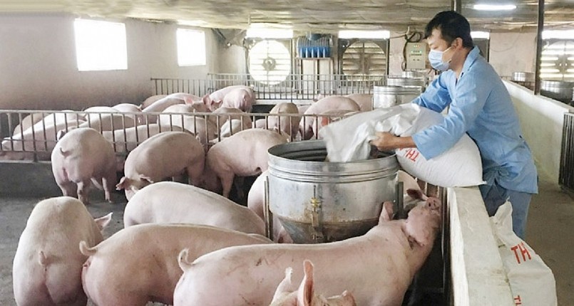 Giá heo hơi hôm nay (04/6) khép lại một tuần đầy khó khăn đỉnh giá heo được thiết lập sau 2 năm đã không còn giữ được .