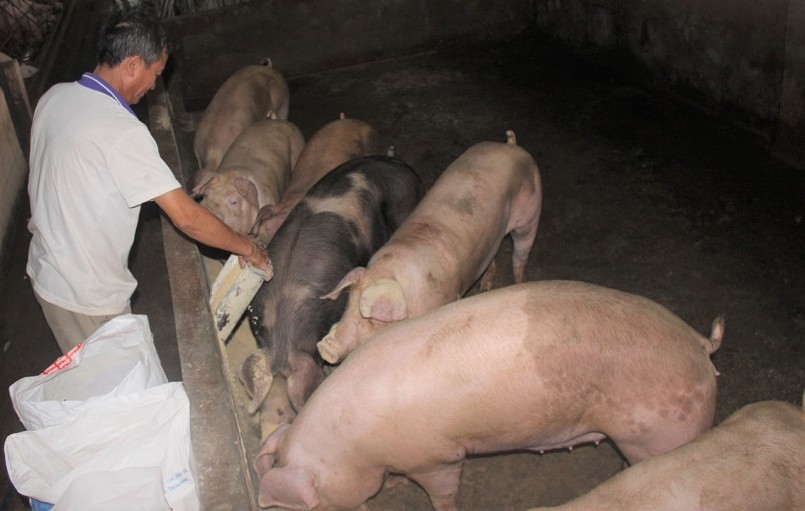 Giá heo hơi hôm nay (04/6) giảm liên tục về dưới mức 60.000 đồng/kg.