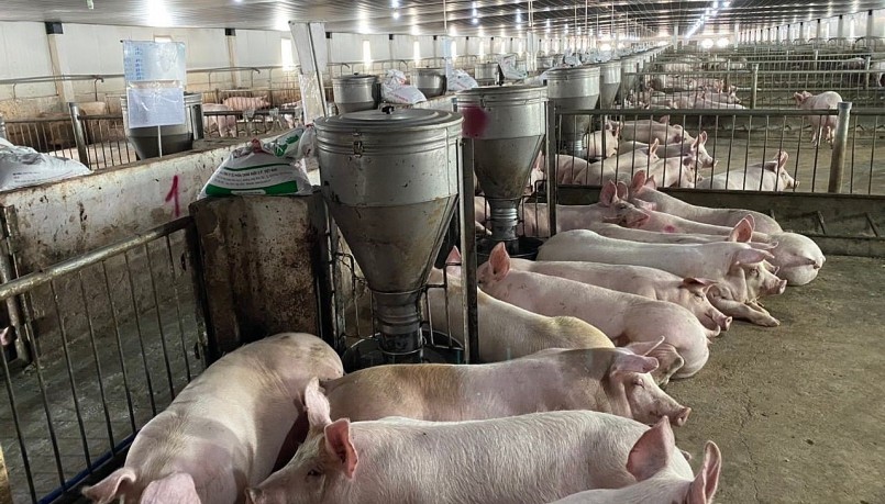 Giá heo hơi hôm nay (04/6) biến động khó lường do những thông tin chưa rõ ràng về nguồn cung heo hơi.