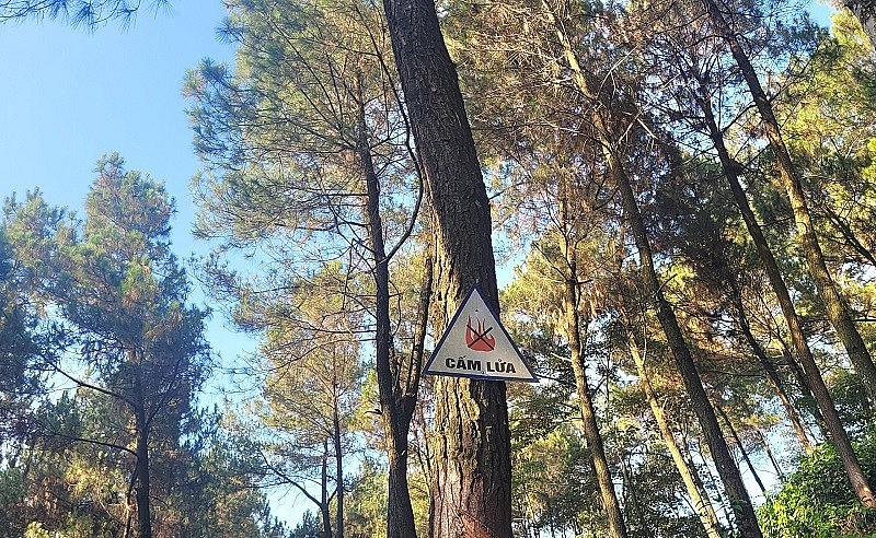 Tỉnh Hà Tĩnh hiện có gần 360.000 ha rừng và đất lâm nghiệp, trong đó có khoảng 120.000 ha rừng (thông, keo, bạch đàn tái sinh) dễ cháy