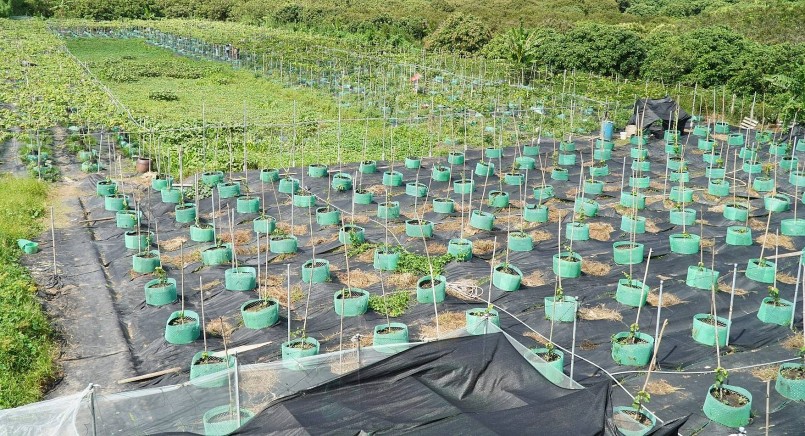 Vườn nho kẹo của ông Huy nằm giữa vườn cây ăn trái ở cù lao Minh. Vườn nho kẹo của ông Huy nằm giữa vườn cây ăn trái ở cù lao Minh.