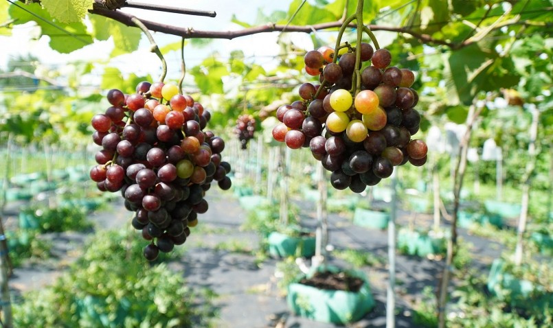 Do nho không sử dụng thuốc bảo vệ thực vật nên phải dùng các biện pháp tự nhiên để tránh sâu hại. Do nho không sử dụng thuốc bảo vệ thực vật nên phải dùng các biện pháp tự nhiên để tránh sâu hại.