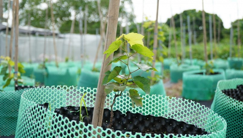 Nhận thấy cây nho kẹo phù hợp thổ nhưỡng và sinh trưởng tốt, ông Huy đã trồng thêm 4.000m2 vườn của gia đình. Nhận thấy cây nho kẹo phù hợp thổ nhưỡng và sinh trưởng tốt, ông Huy đã trồng thêm 4.000m2 vườn của gia đình.