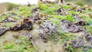 Rủ nhau đi hái “lộc biển” lăn tăn như rêu, người dân kiếm tiền triệu mỗi ngày