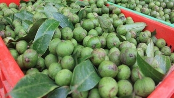 Mẹo bảo quản sấu tươi để quanh năm mà vẫn thơm ngon