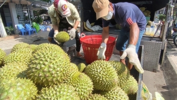 Nghịch lý giá sầu riêng tăng cao nhà vườn vẫn neo hàng, loạn tin đồn giá giảm khi Thái Lan thu hoạch rộ