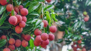 Lâu nay mít-dứa-vải chịu “tiếng ác” khiến nhiều người nhịn ăn trong mùa hè vì sợ nóng, sự thật thế nào?