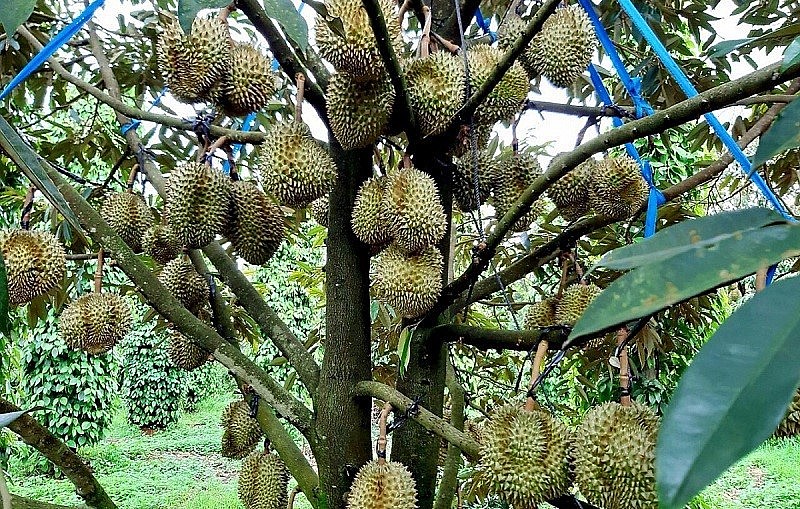 Dù giá sầu riêng tăng cao, nhiều nhà vườn ở miền Tây vẫn giữ hàng chờ giá tăng thêm.