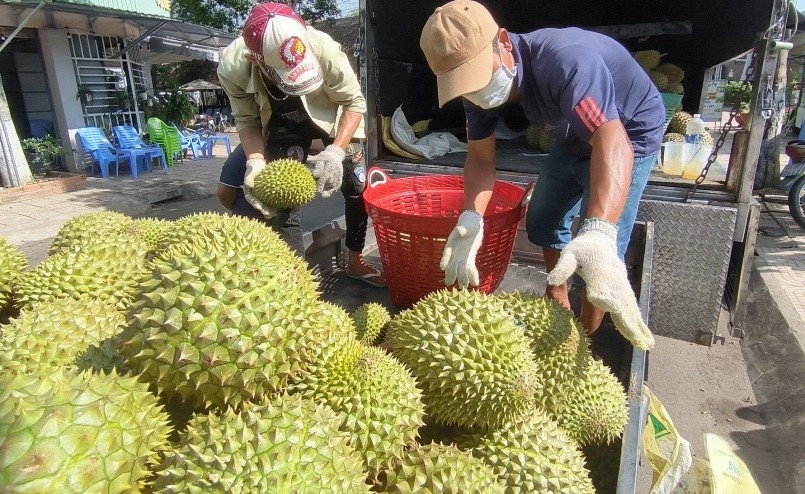 Đã qua giai đoạn thu hoạch rộ, giá sầu riền ở miền Tây đang tăng cao.