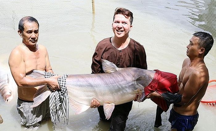 Mỗi con cá tra dầu nặng từ 100 - 150kg được bảo tồn ở Cần Thơ.