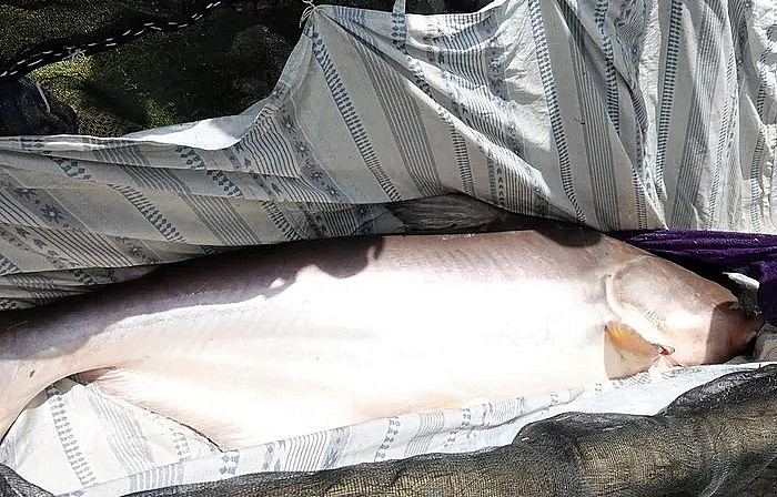 Con cá tra dầu khủng được kiểm tra sức khỏe định kỳ.