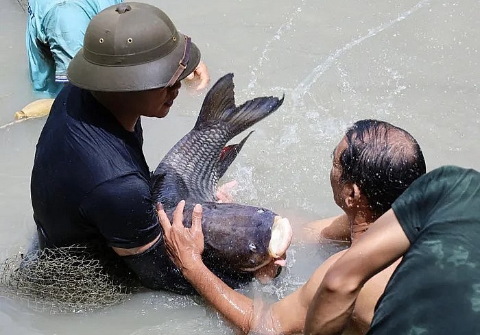 Ngoài cá tra dầu, chị Cầm còn sở hữu đàn cá hô khổng lồ. Mỗi con cá hô nặng hàng chục kg được bảo tồn và chăm sóc.