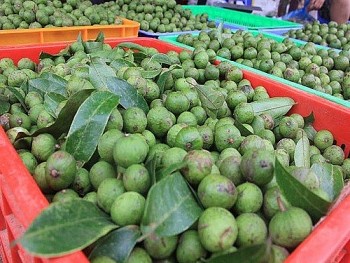 Mẹo bảo quản sấu tươi để quanh năm mà vẫn thơm ngon