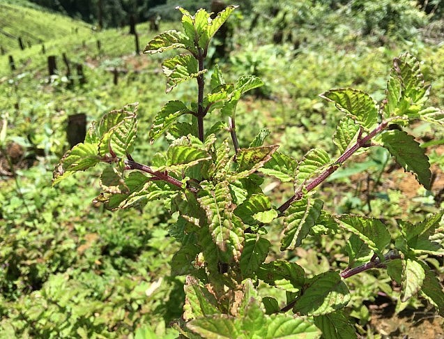 Nguyên liệu chính làm nên món thạch là cây thạch đen 