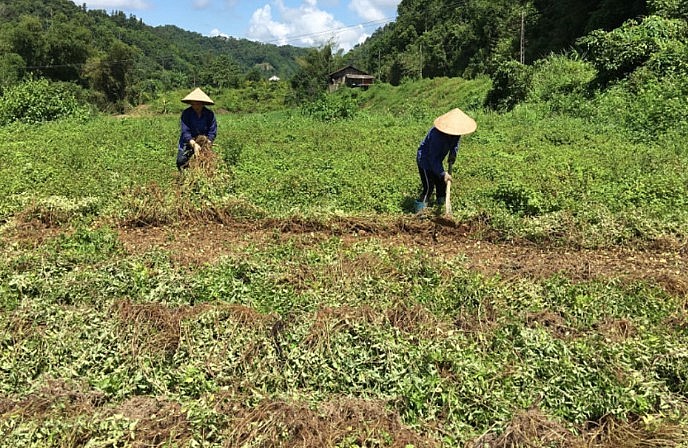 Người dân thu hoạch thạch đen về phơi khô để nấu thạch