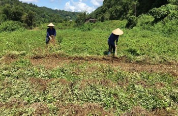 Loại cây làm món đặc sản dẻo dai giải nhiệt ngày hè, có bao nhiêu thương lái cũng mua hết, nhà nông thu 100.000 triệu/năm