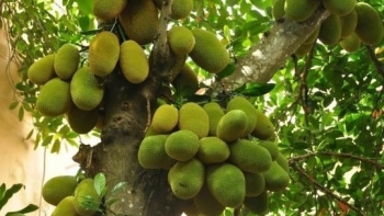 Thu nửa tỷ đồng mỗi năm từ vườn mít ruột đỏ nhờ kỹ thuật trồng cho nhiều trái và tuyệt chiêu ươm giống