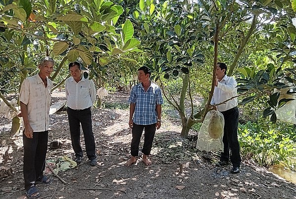 Nông dân tham quan tại vườn mít ruột đỏ của ông Thanh.