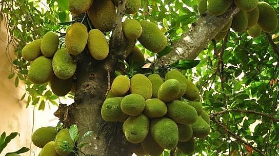 Mít ruột đỏ đem lại hiệu quả kinh tế cao nên được nhiều nông dân áp dụng chuyển đổi cây trồng.