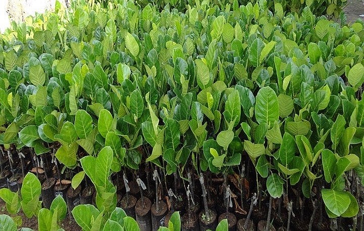 Không nên chọn bầu cây được nhân giống bằng hạt vì bị lai giống và cây lâu cho trái.