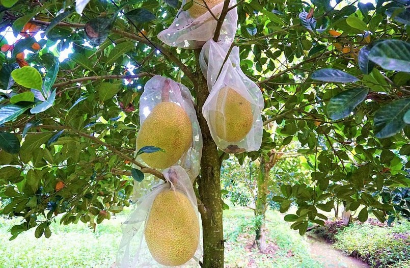 Các nhà vườn thuwongf áp dụng bao trái mít ruột đỏ để tránh sâu bệnh.