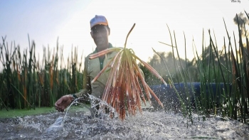 Loại cỏ dại chỉ có vào mùa nước nổi, tưởng không ăn được hoá ra nấu món nào cũng ngon