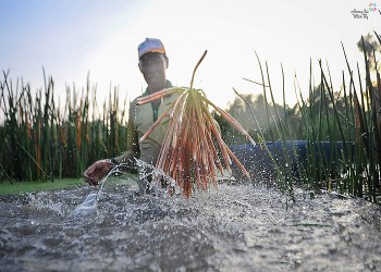 Loại cỏ dại chỉ có vào mùa nước nổi, tưởng không ăn được hoá ra nấu món nào cũng ngon