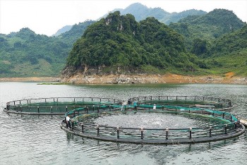 Hòa Bình tích cực mở rộng, phát triển mô hình nuôi cá lồng bè