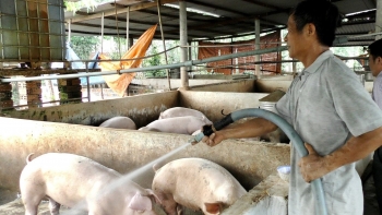 Giá heo hơi hôm nay 05/6: Lặng sóng chấm dứt đà giảm, cơ hội nào để giá heo khởi sắc thời gian tới?