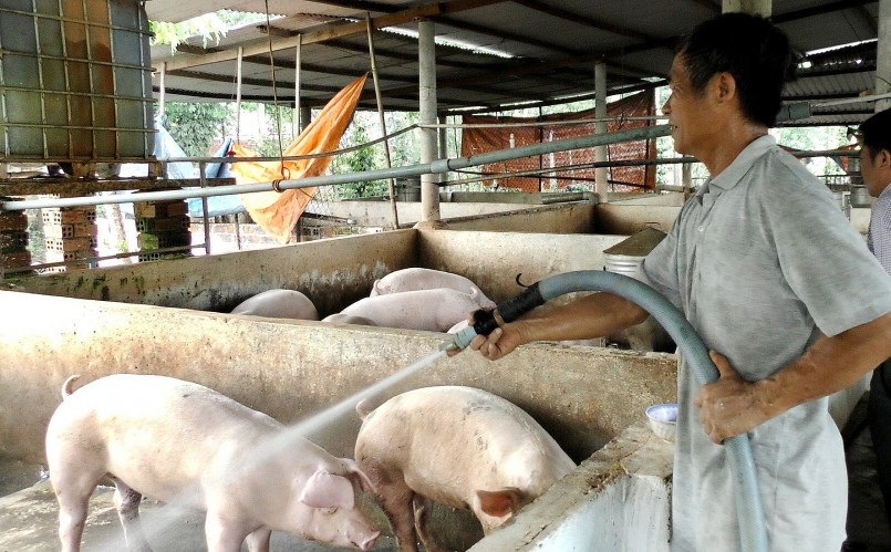 Giá heo hơi hôm nay (05/6), lặng sóng chấm dứt đà giảm